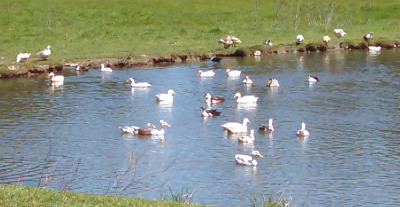 Ancona Ducks***Beautiful and Rare Breed of Waterfowl***
